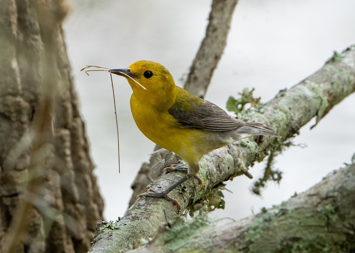 Prothonotary Warbler - J Gable