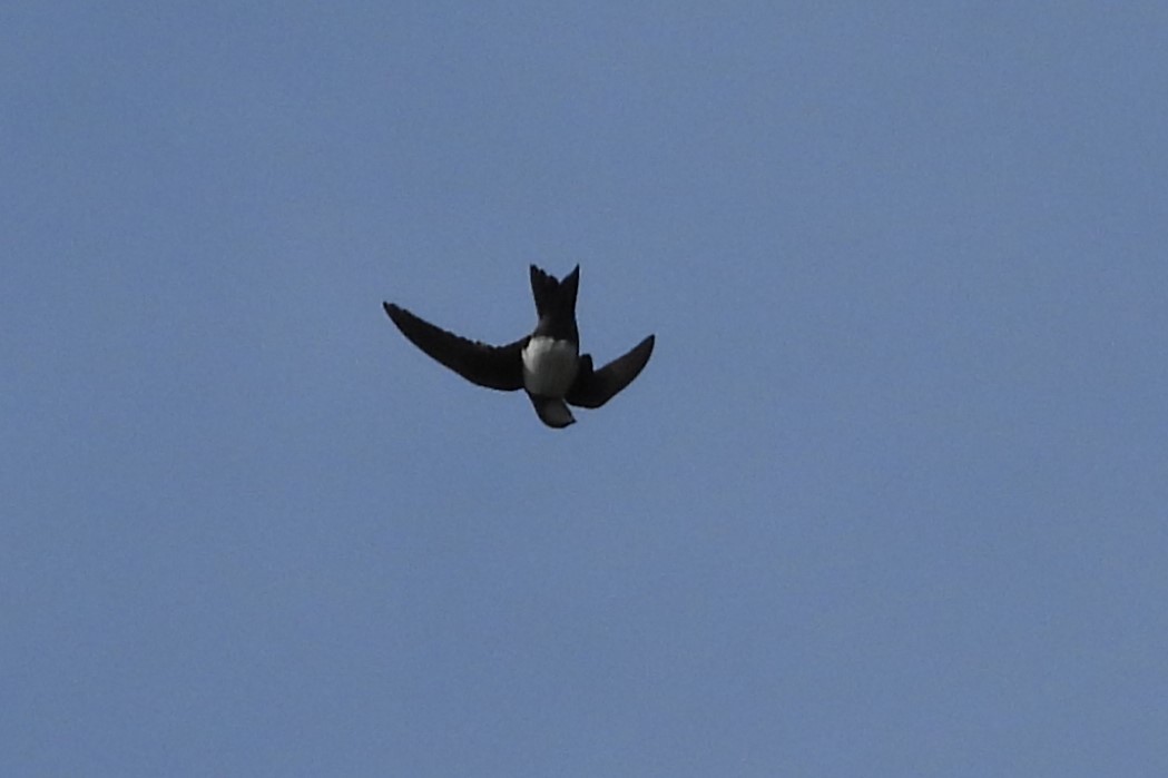 Alpine Swift - Juan Manuel Pérez de Ana