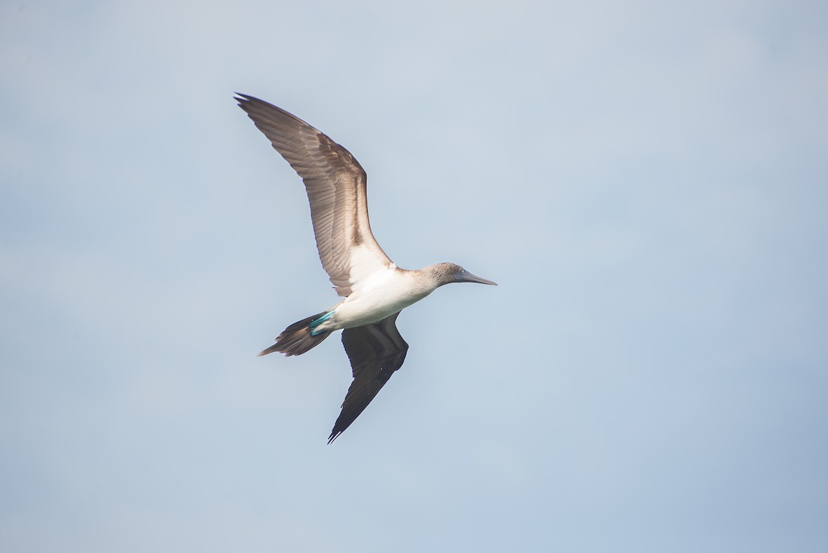 Blue-footed Booby - ML619575880