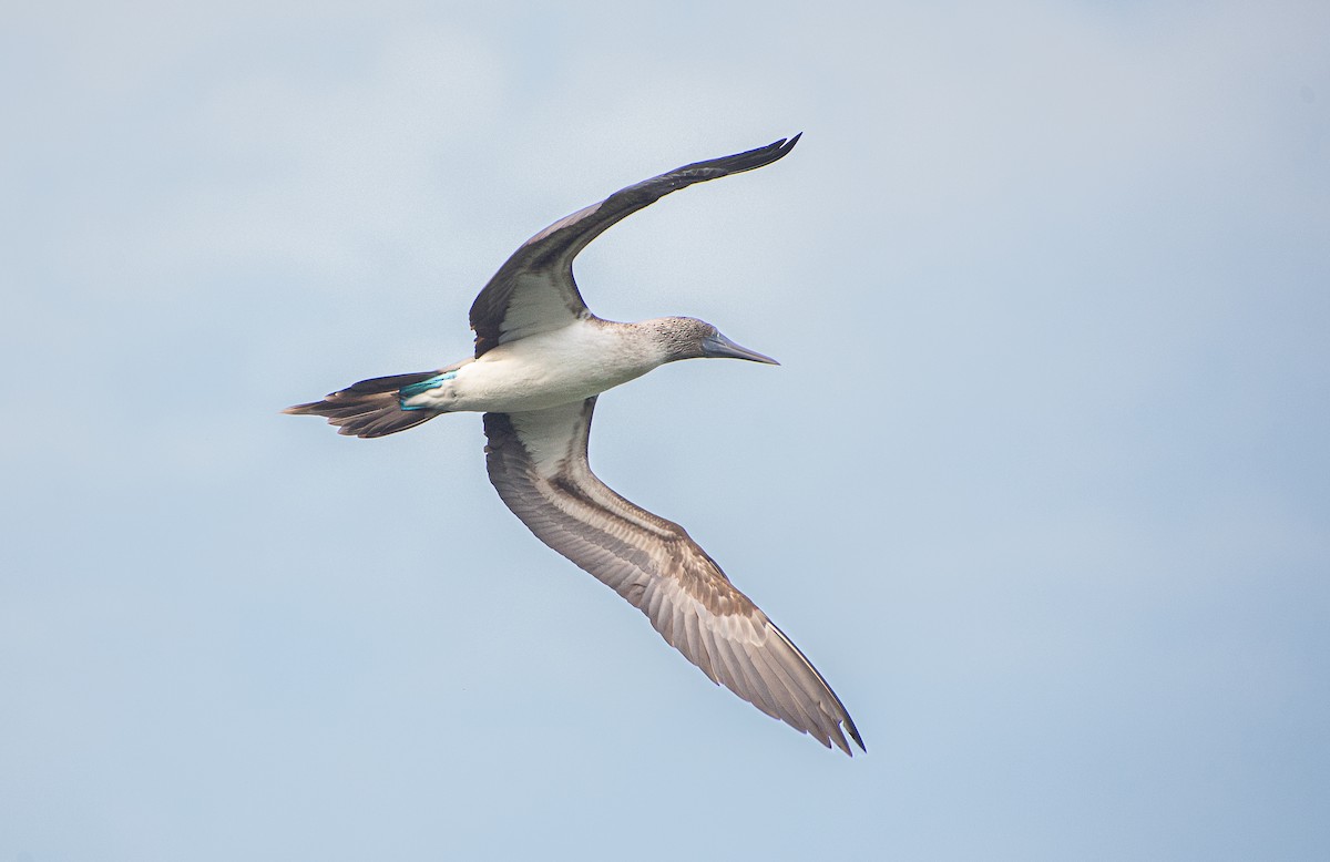 Blue-footed Booby - ML619575881