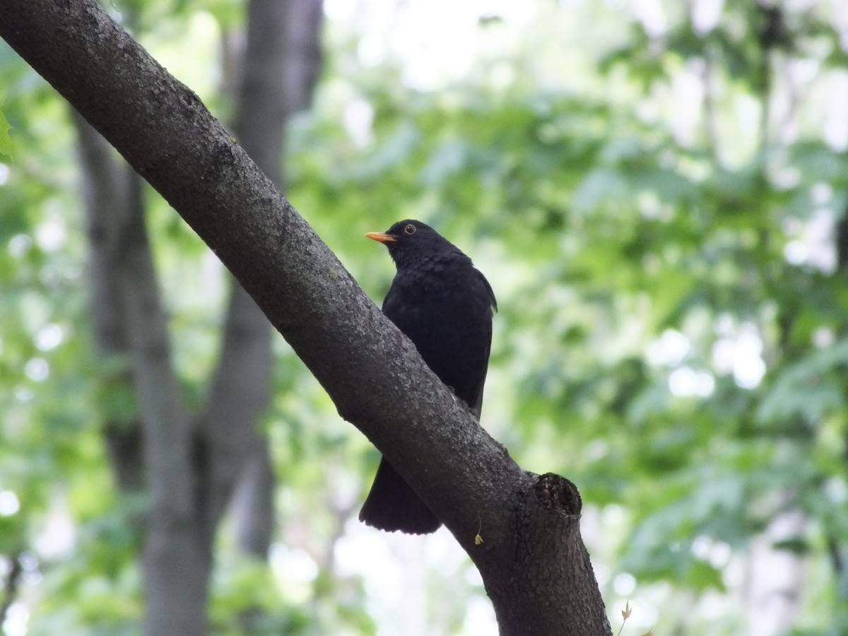 Eurasian Blackbird - Olya Vetrova