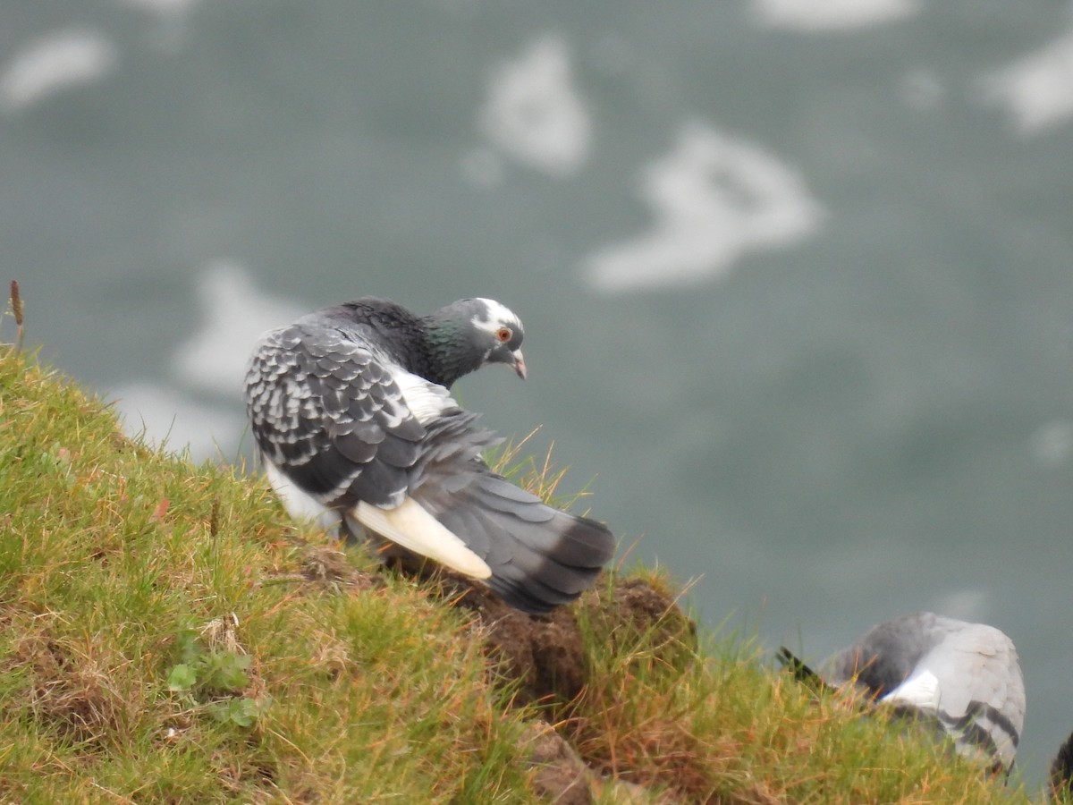 Rock Pigeon (Feral Pigeon) - George Watola