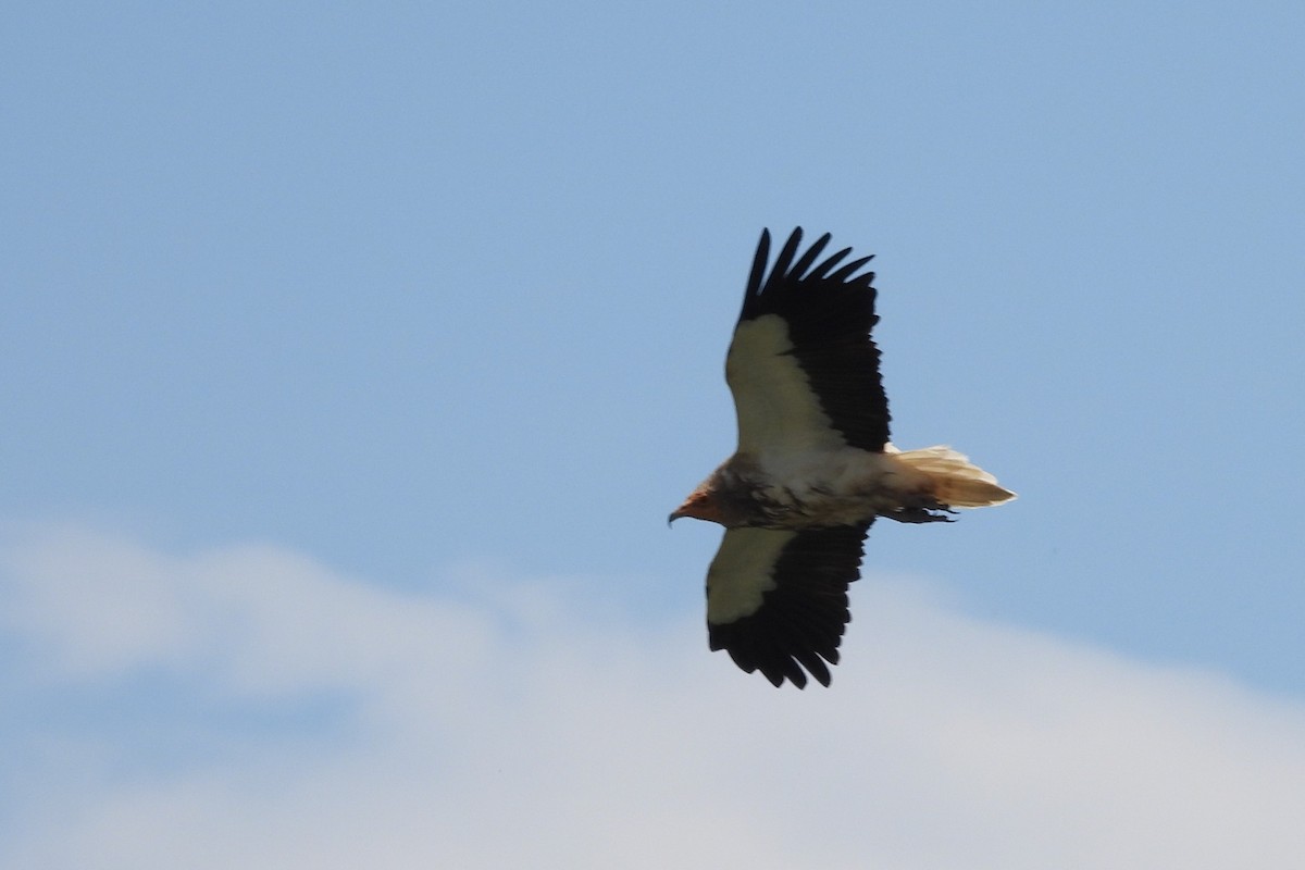 Egyptian Vulture - ML619575890