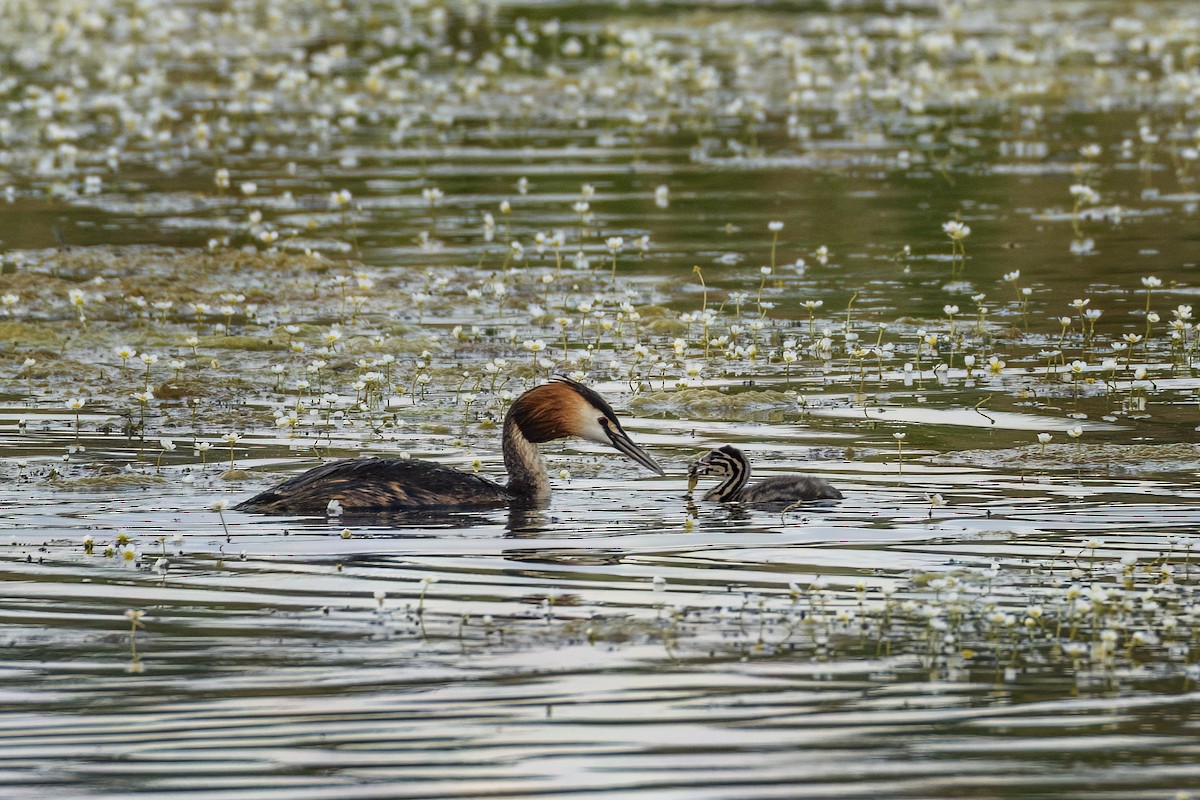 Great Crested Grebe - Valery Treitsiak