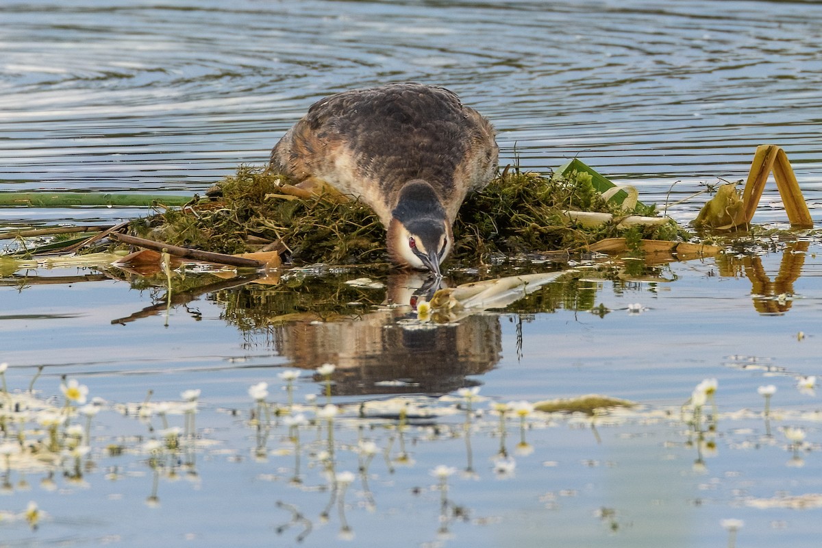 Great Crested Grebe - Valery Treitsiak