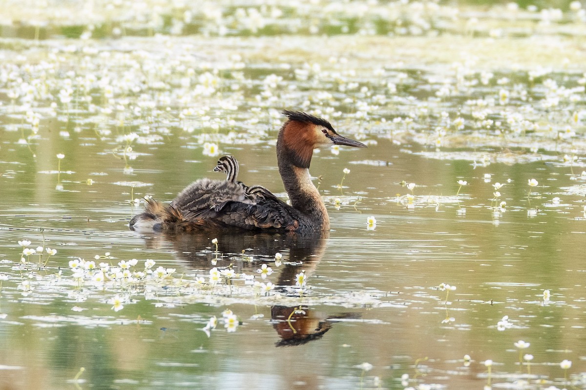 Great Crested Grebe - Valery Treitsiak