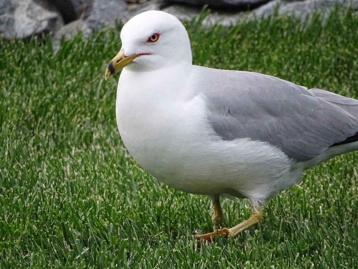 Ring-billed Gull - Jim Walton