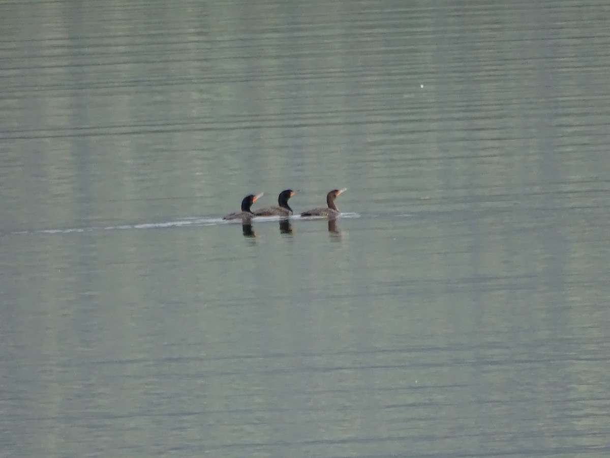 Double-crested Cormorant - Jim Walton