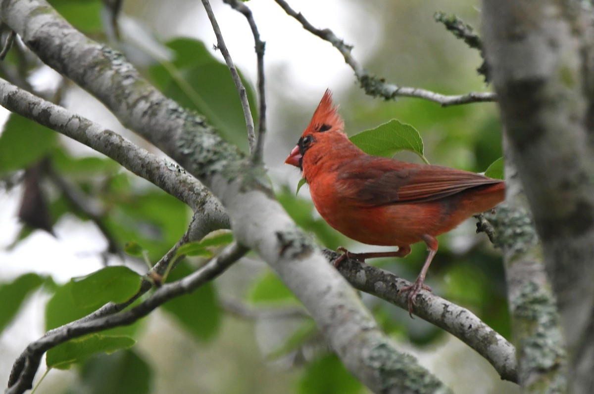 Northern Cardinal - Kevin Smith