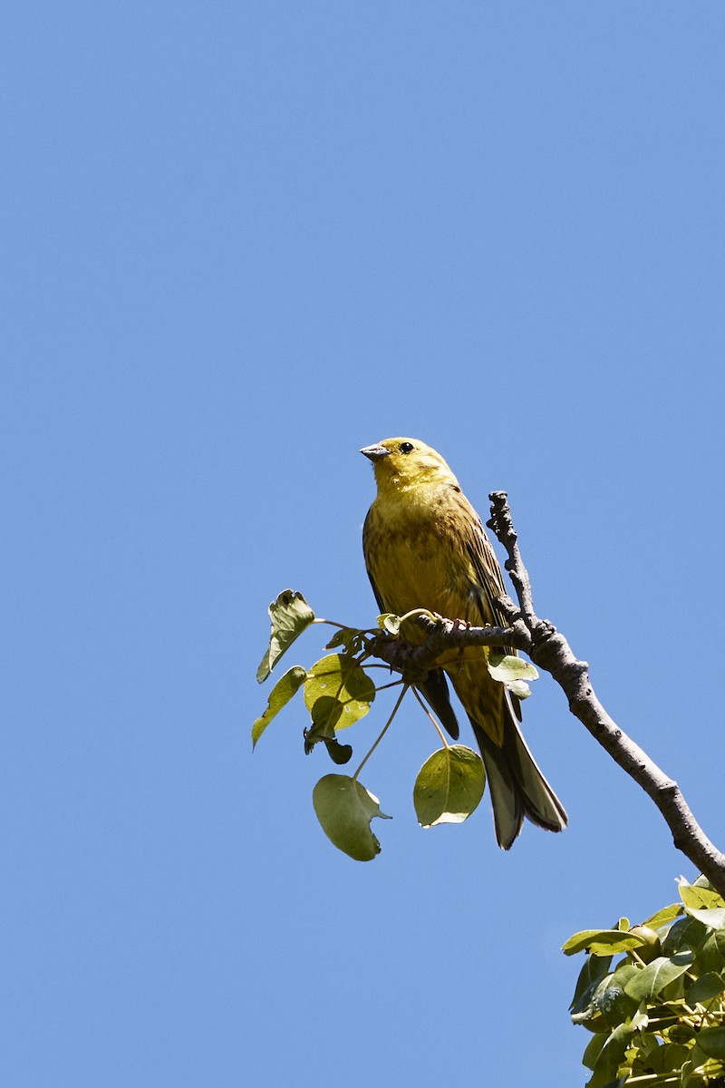 Yellowhammer - Monika Kolodziej