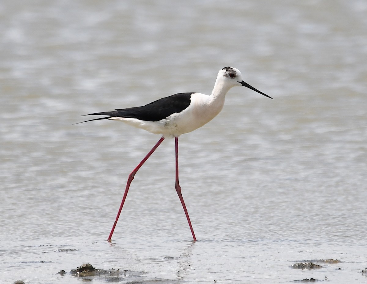 Black-winged Stilt - Василий Калиниченко