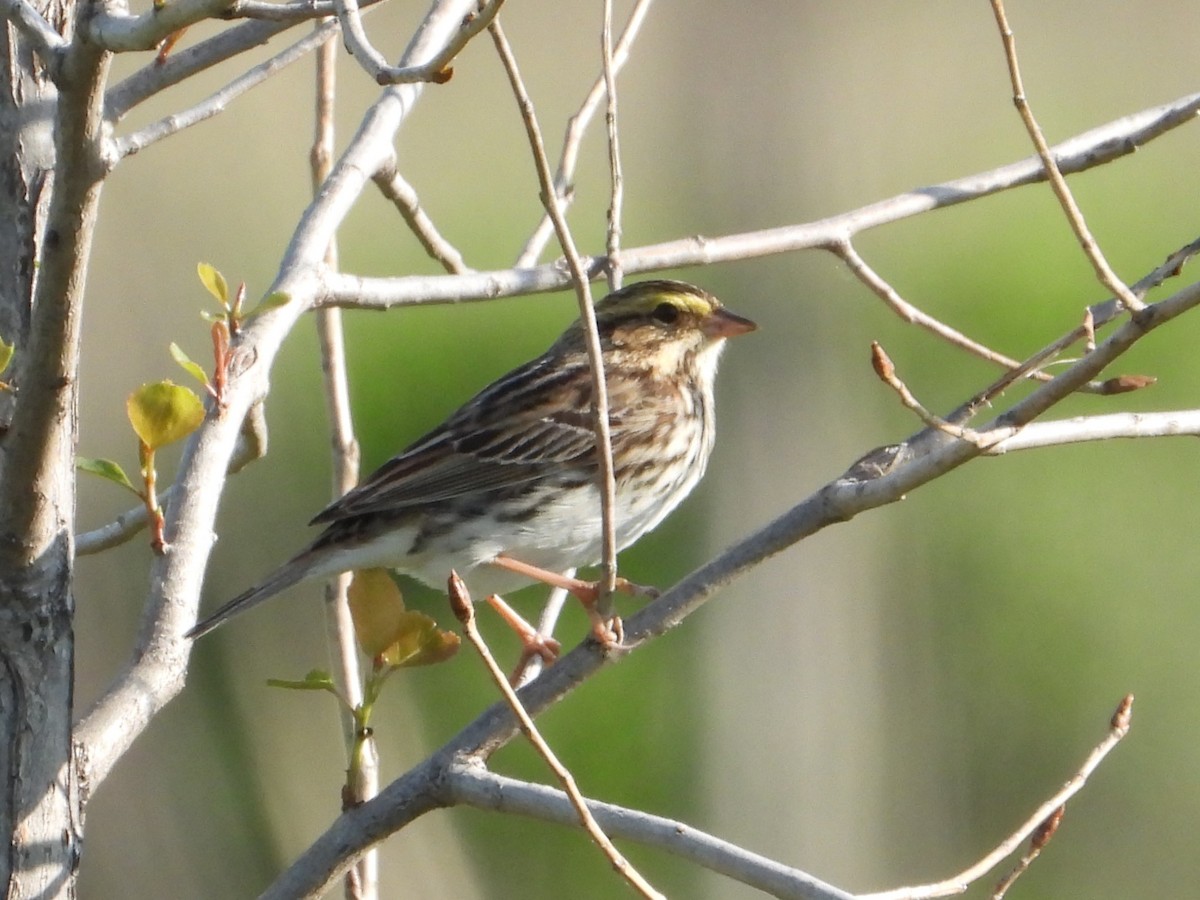 Savannah Sparrow - Matthew Buell