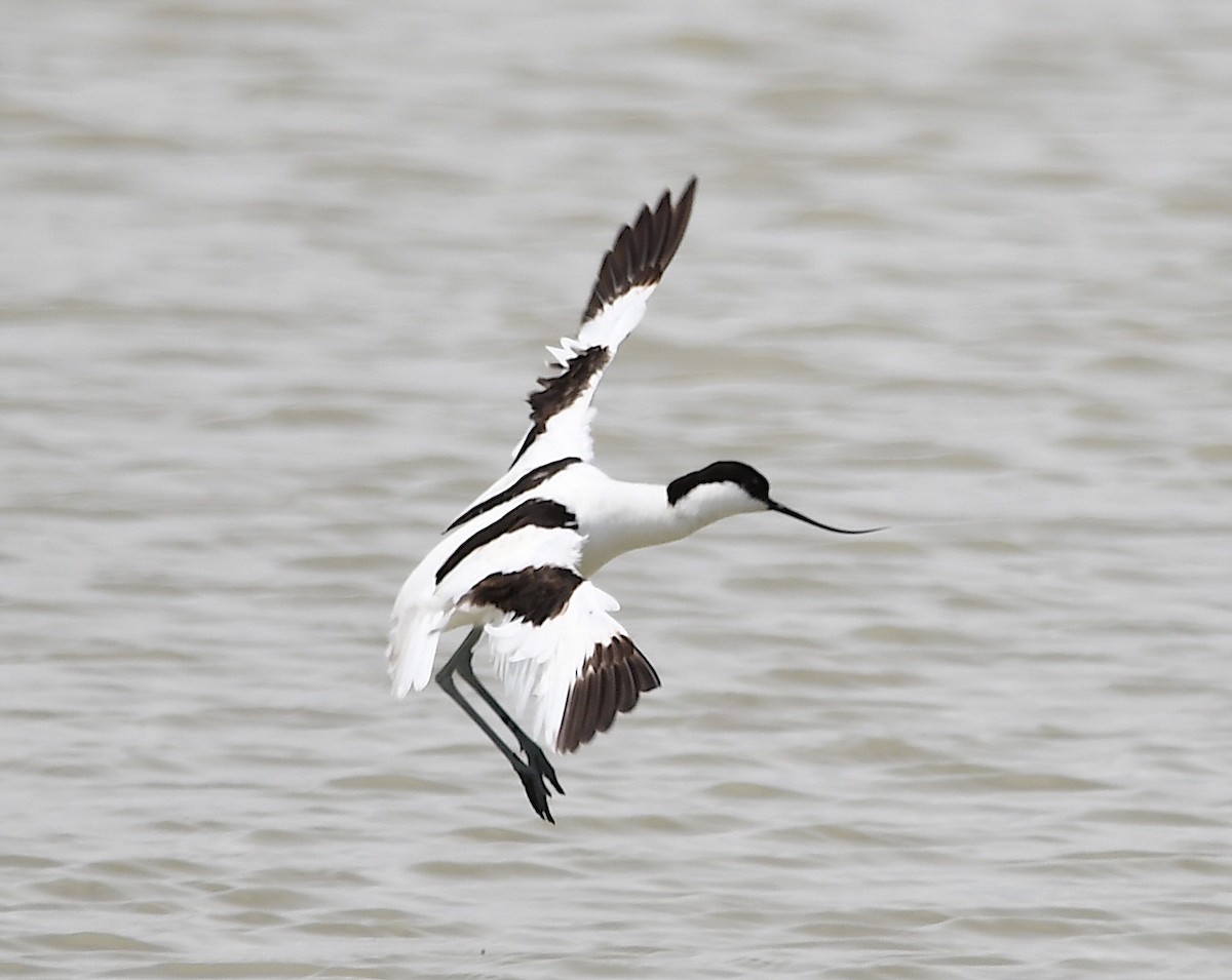 Pied Avocet - Василий Калиниченко