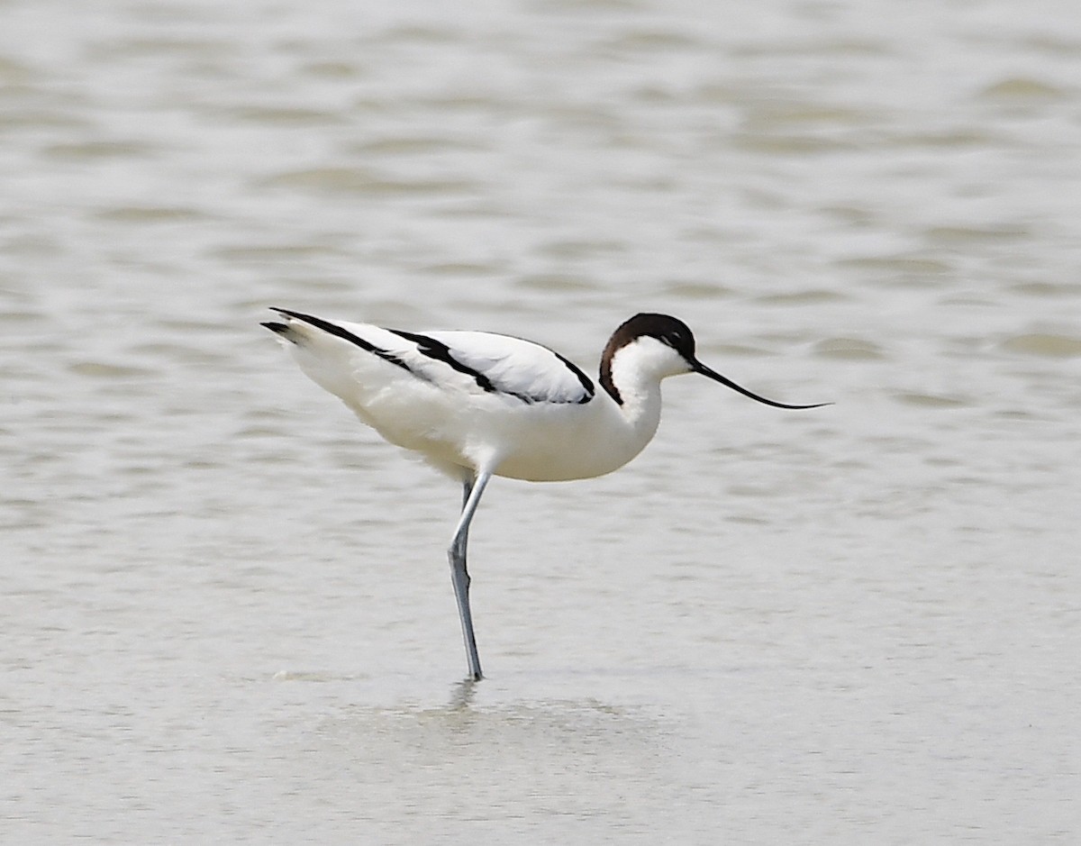 Pied Avocet - Василий Калиниченко