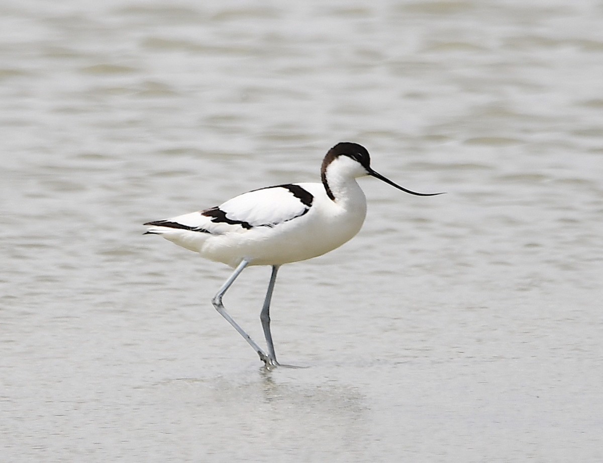 Pied Avocet - Василий Калиниченко