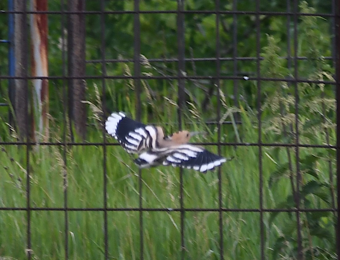 Eurasian Hoopoe - Василий Калиниченко