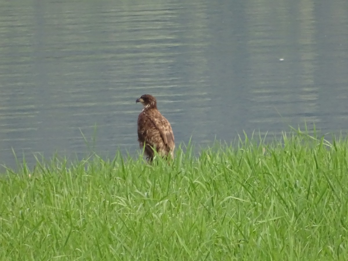 Bald Eagle - Jim Walton