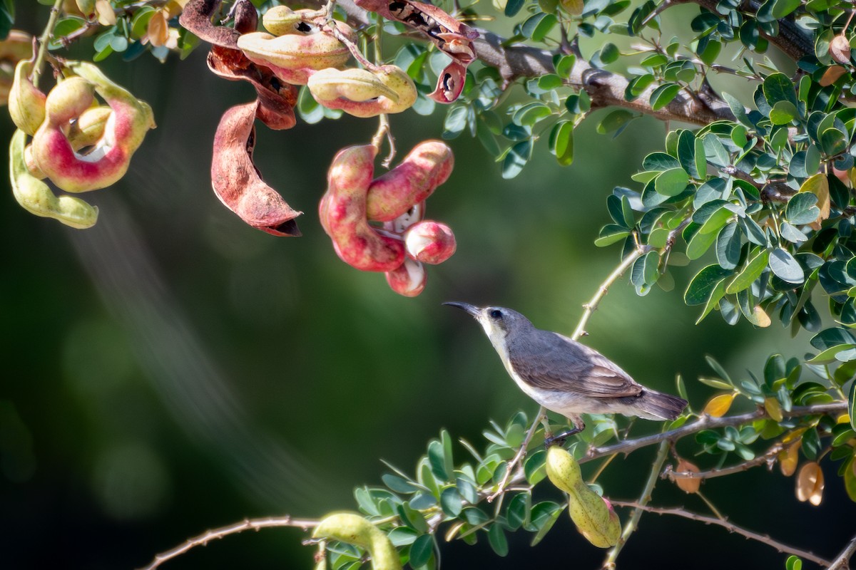 Purple Sunbird - Fayad Hameed