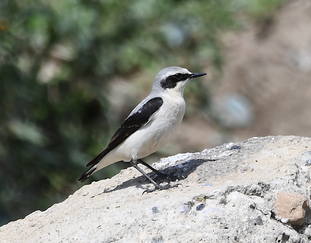 Northern Wheatear - Василий Калиниченко