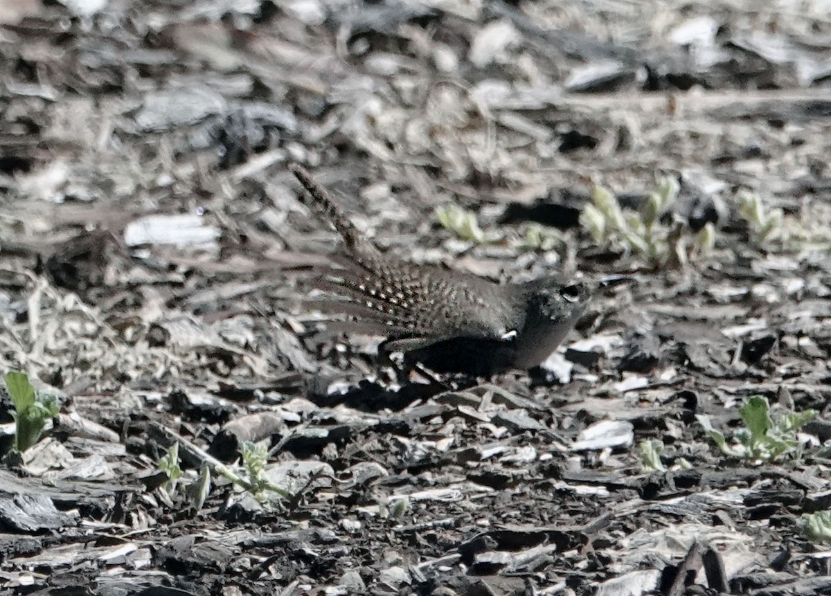 House Wren - Ann Marshall