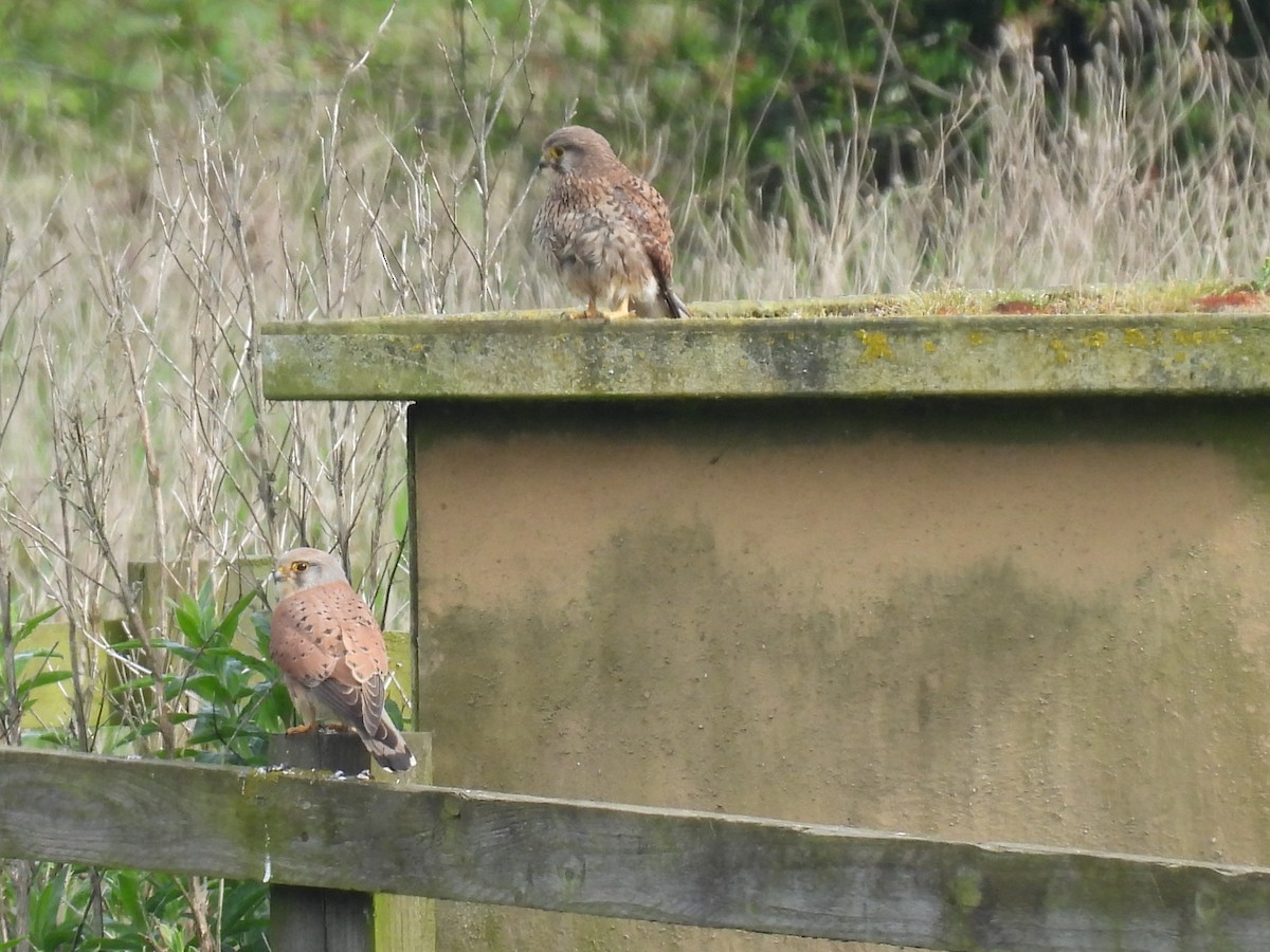 Eurasian Kestrel - George Watola