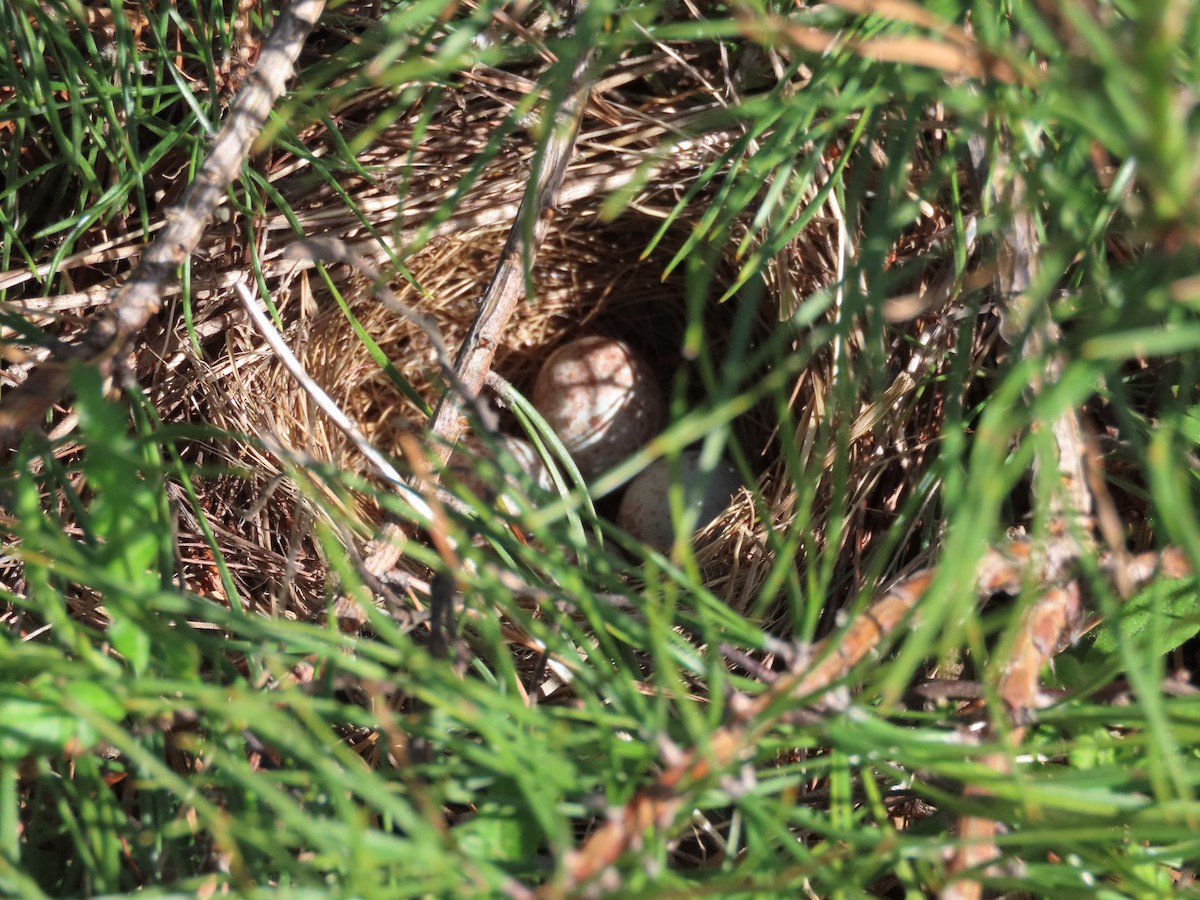 Field Sparrow - Andrea Robbins