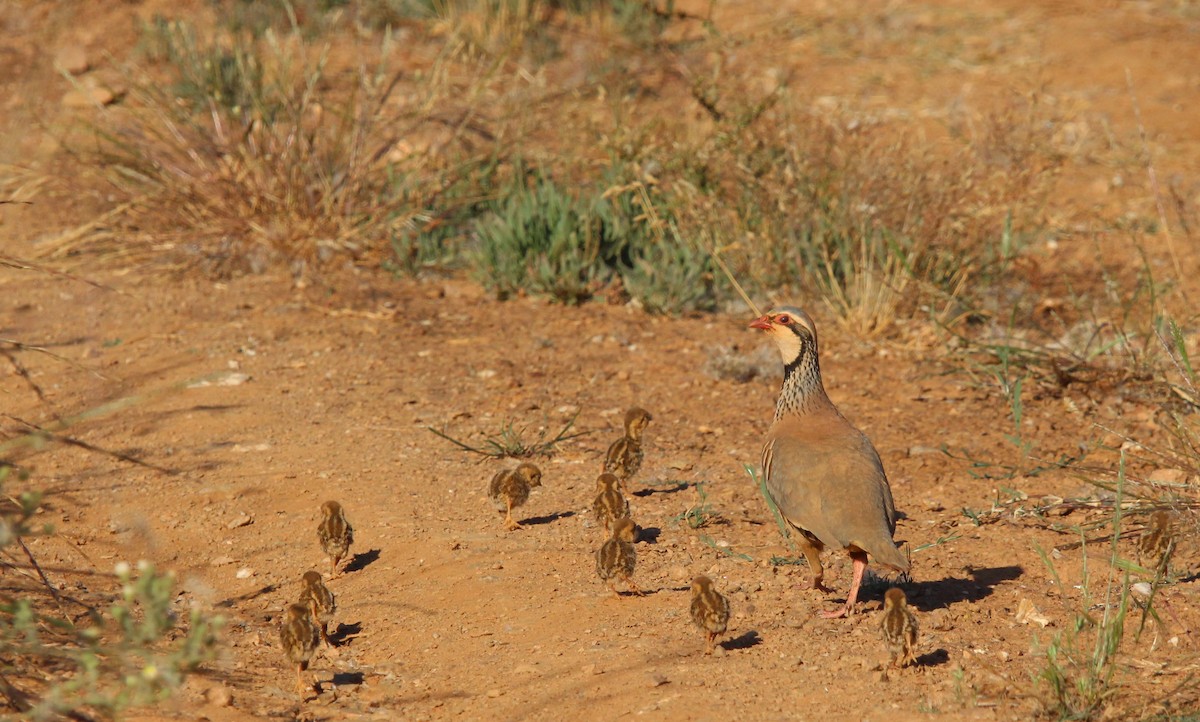 Red-legged Partridge - Nelson Fonseca