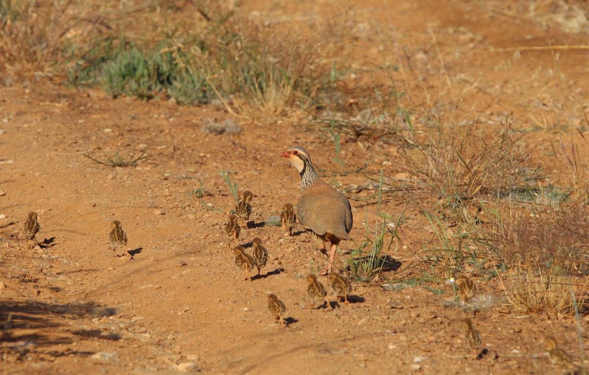 Red-legged Partridge - Nelson Fonseca