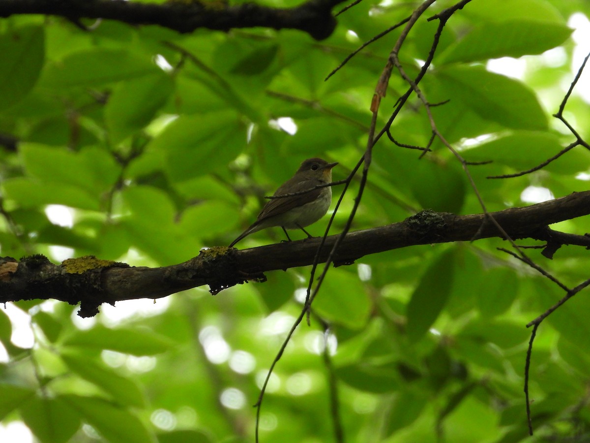 Red-breasted Flycatcher - ML619575998