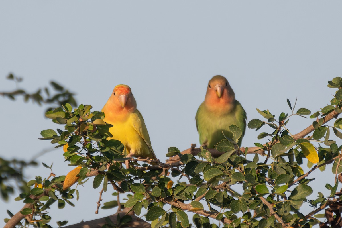 Rosy-faced Lovebird - ML619575999