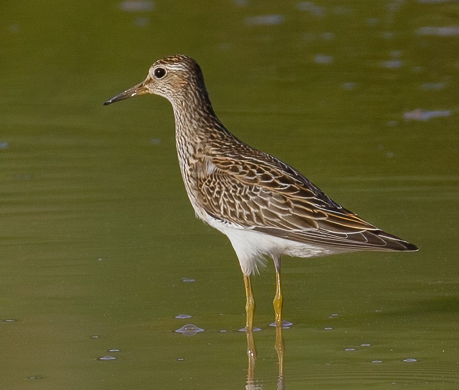 Pectoral Sandpiper - José Martín