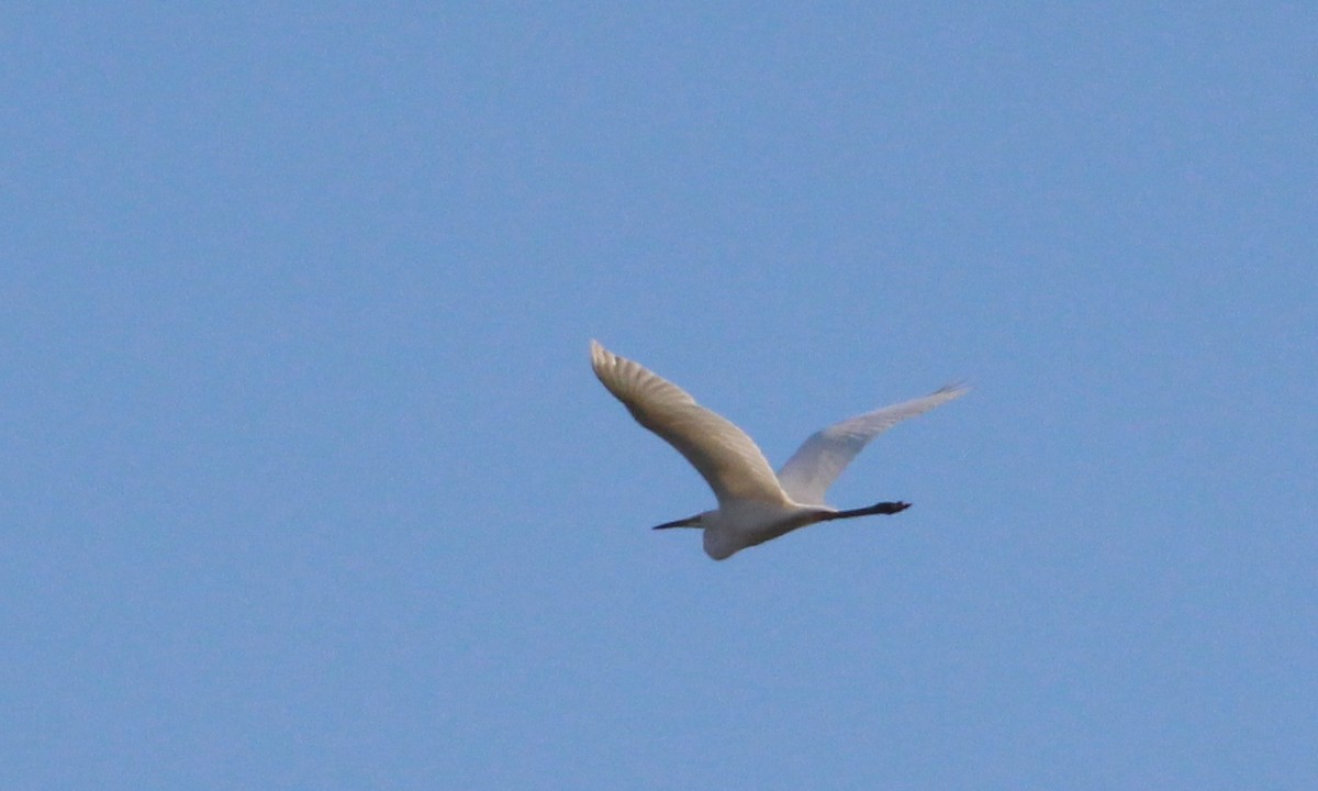 Great Egret - Nelson Fonseca