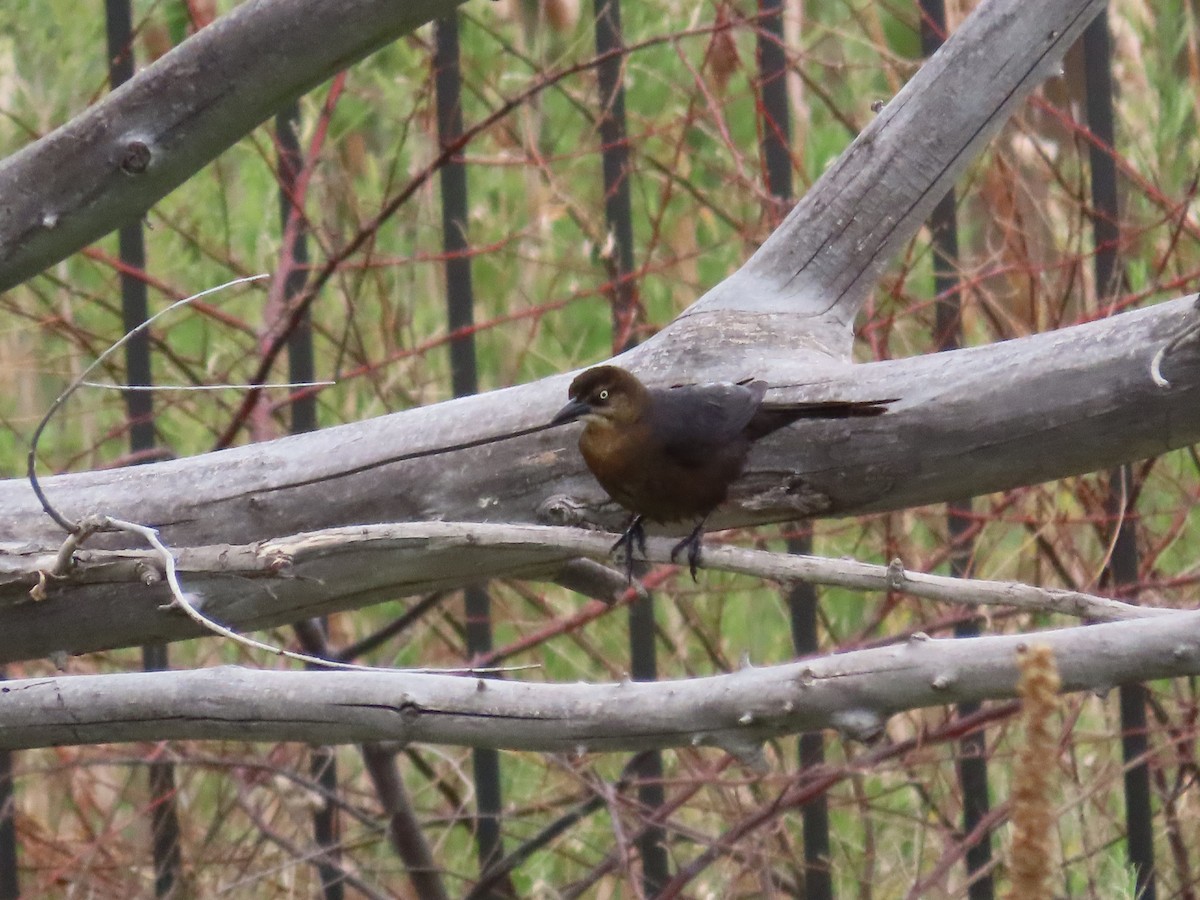 Great-tailed Grackle - ML619576004