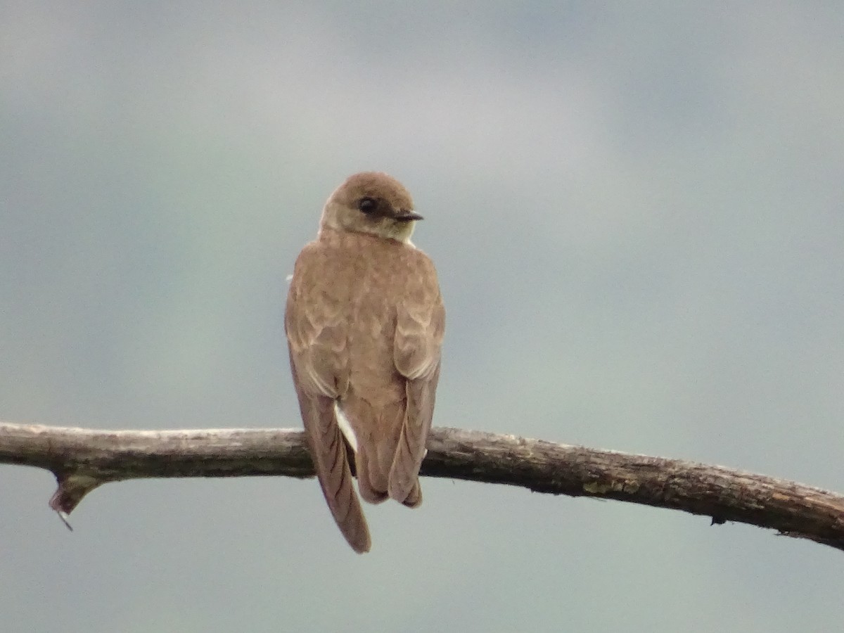 Northern Rough-winged Swallow - Jim Walton