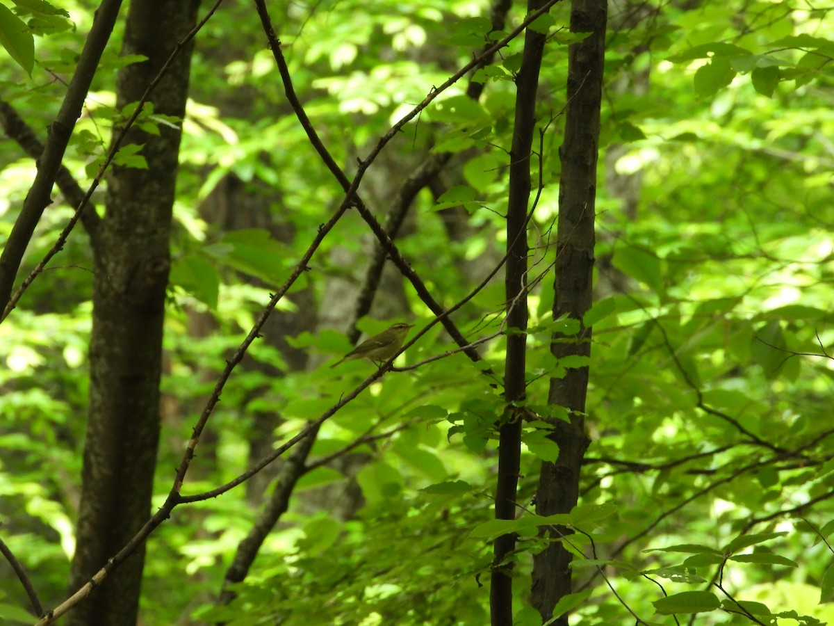 Green Warbler - Josip Turkalj