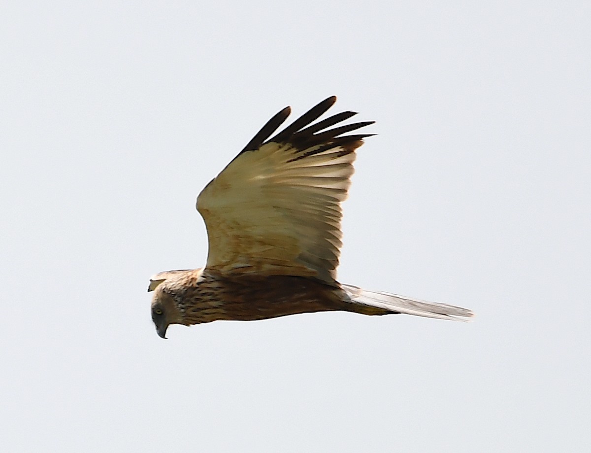 Western Marsh Harrier - Василий Калиниченко