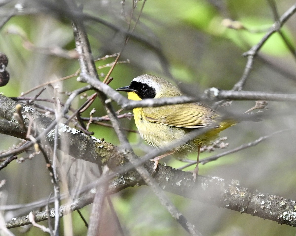 Common Yellowthroat - Joe Wujcik