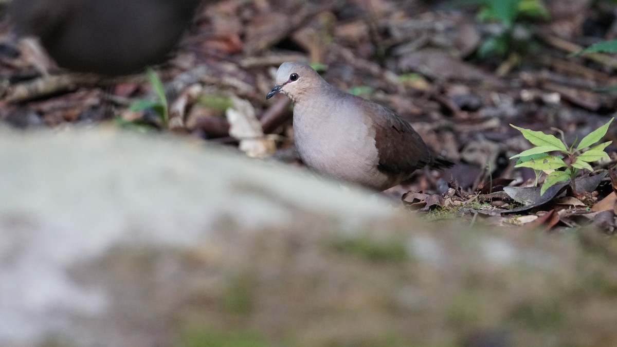 White-tipped Dove - Paul Gössinger