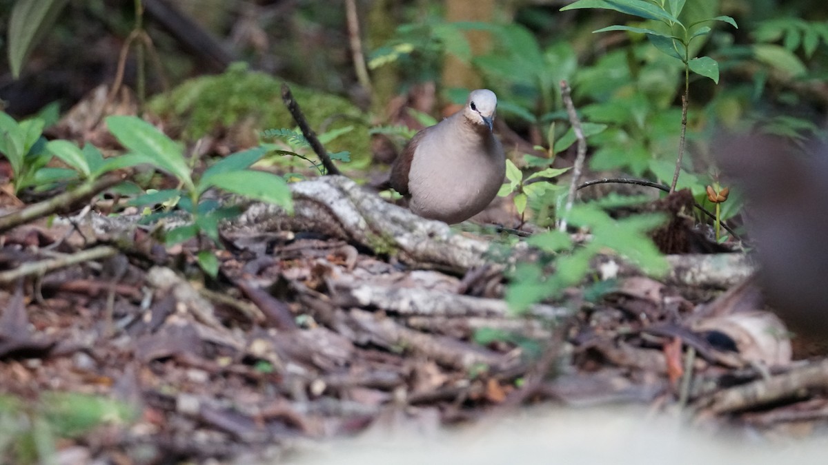 White-tipped Dove - Paul Gössinger