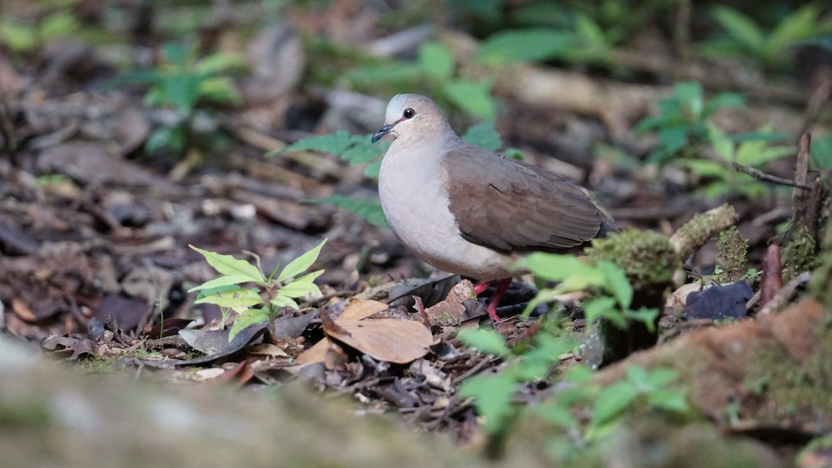 White-tipped Dove - Paul Gössinger