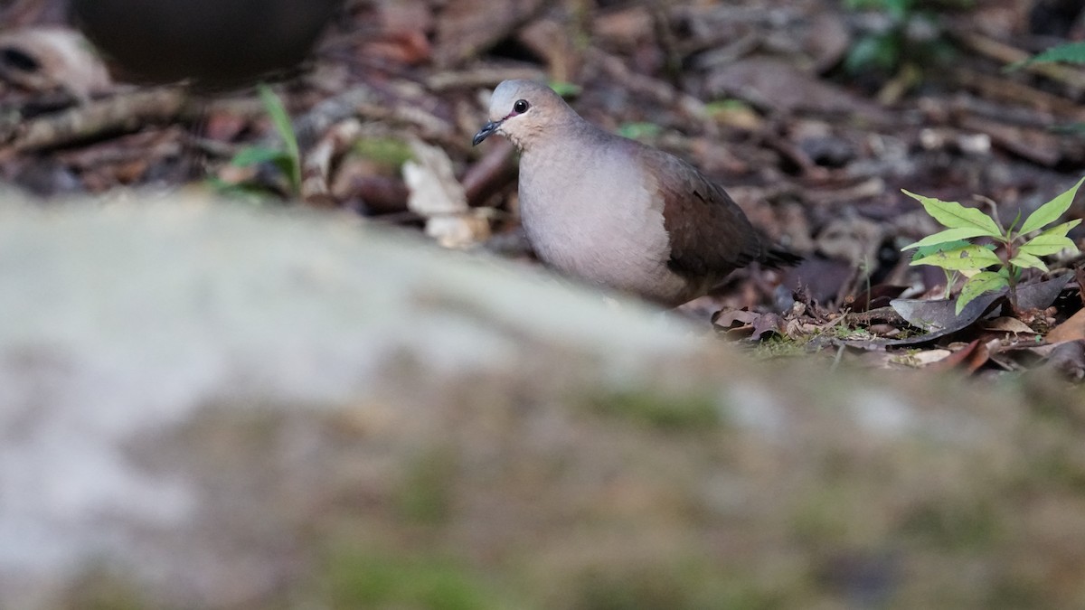 White-tipped Dove - Paul Gössinger