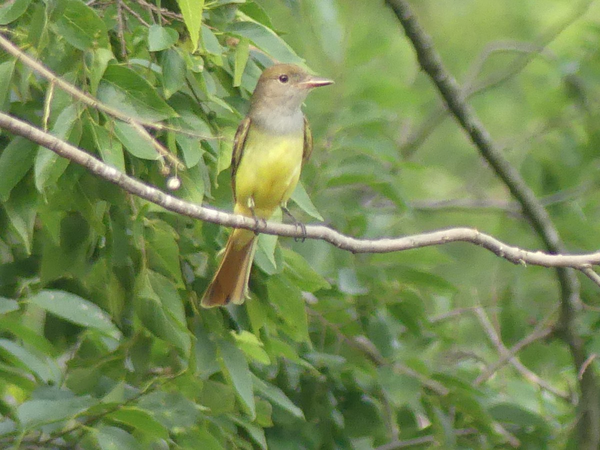 Great Crested Flycatcher - Rebecca Merrill