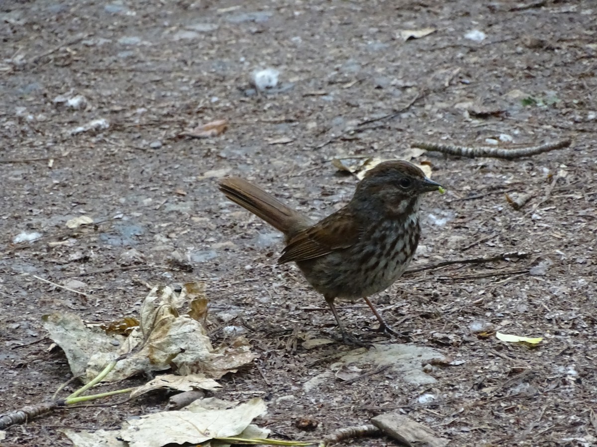 Song Sparrow - Jim Walton