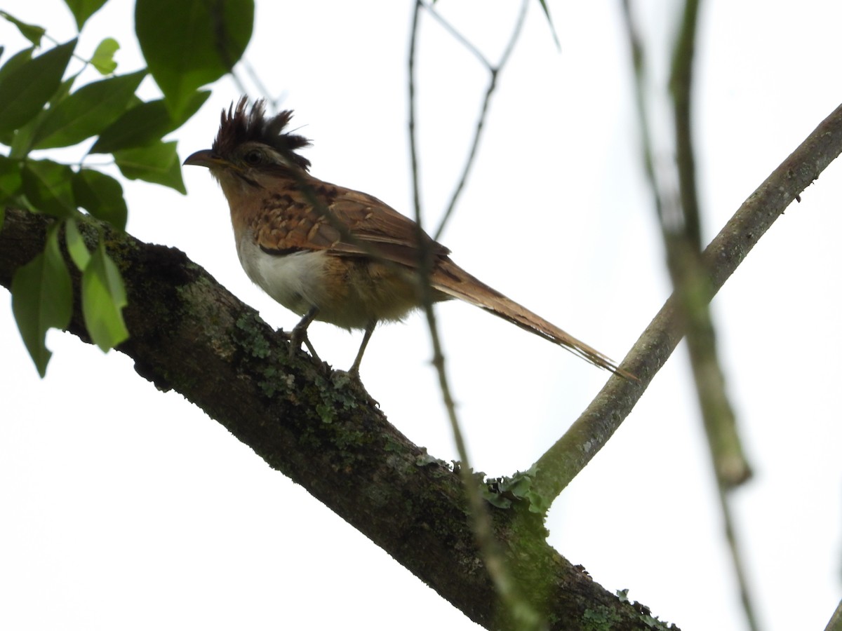 Striped Cuckoo - ML619576040