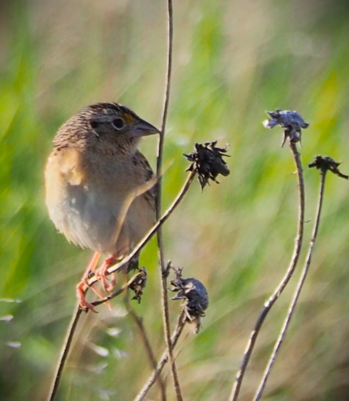 Grasshopper Sparrow - Dick Cartwright