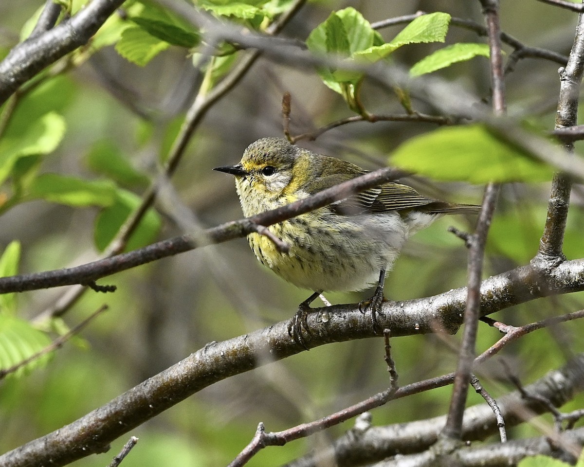 Cape May Warbler - Joe Wujcik