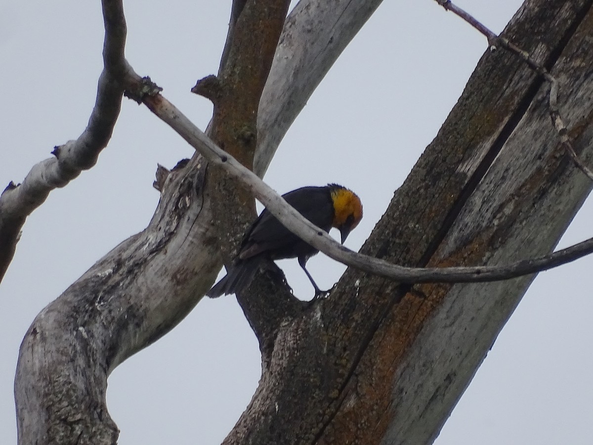 Yellow-headed Blackbird - Jim Walton