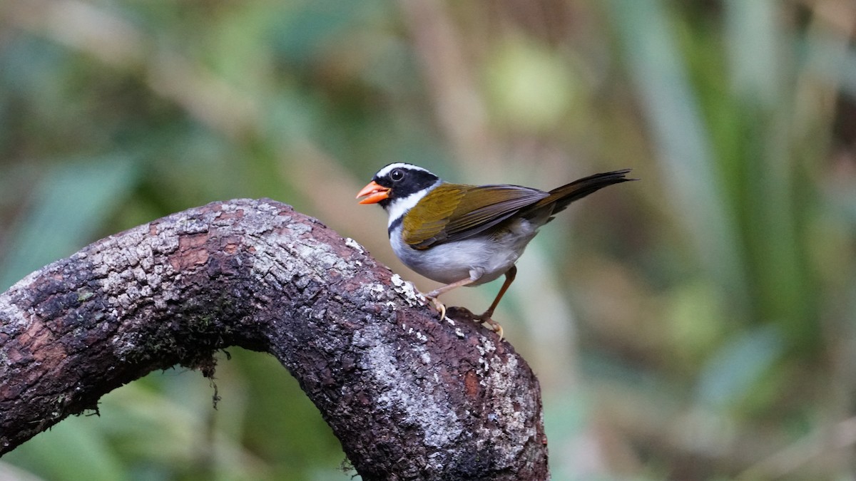 Orange-billed Sparrow - Paul Gössinger