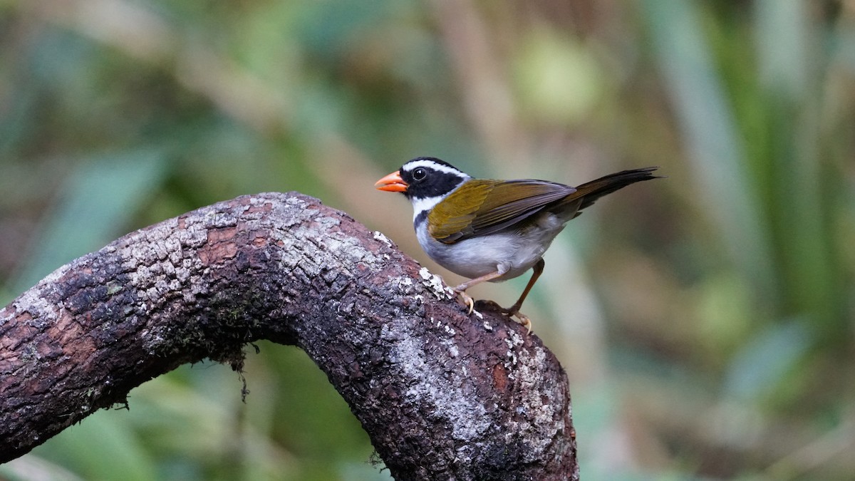 Orange-billed Sparrow - Paul Gössinger