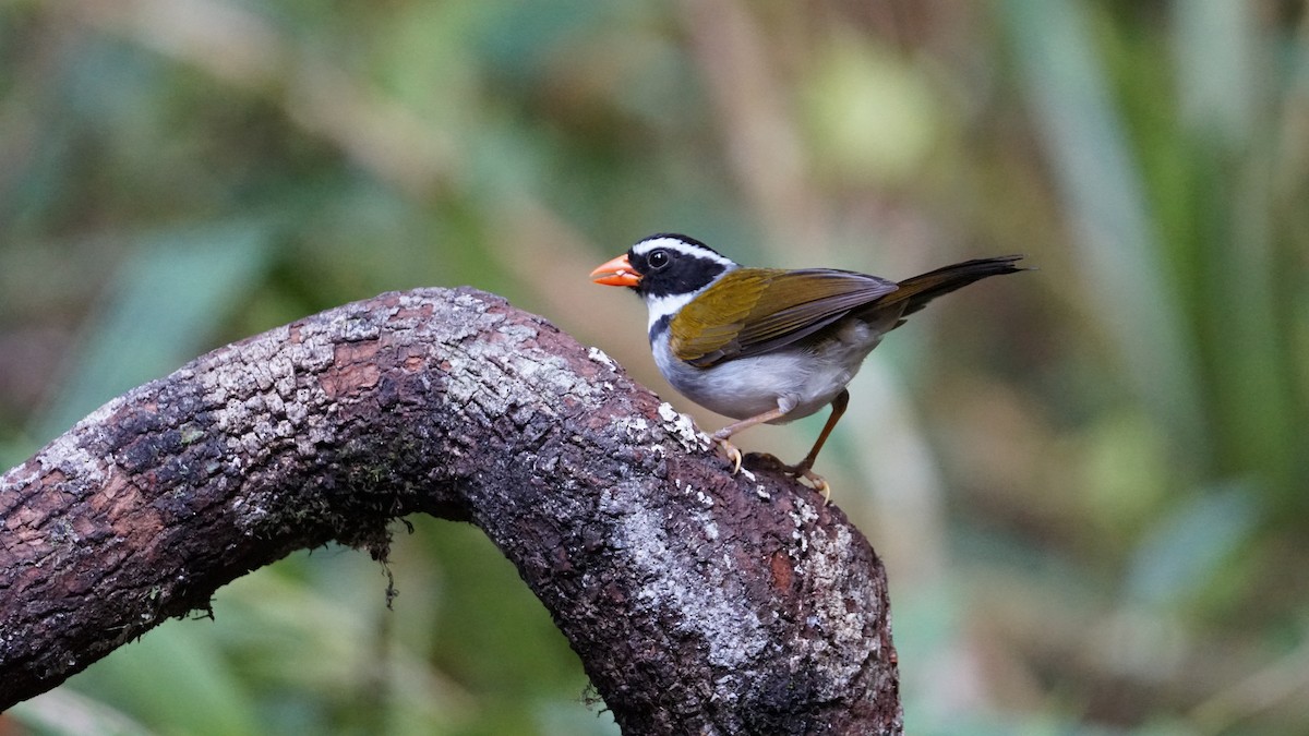 Orange-billed Sparrow - Paul Gössinger